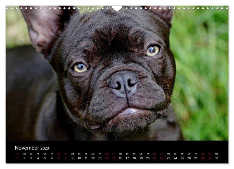 Produktbild: Franz&ouml;sische Bulldoggen - Schutzengel auf 4 Pfoten (Wandkalender 2026 DIN A3 quer), CALVENDO Monatskalender