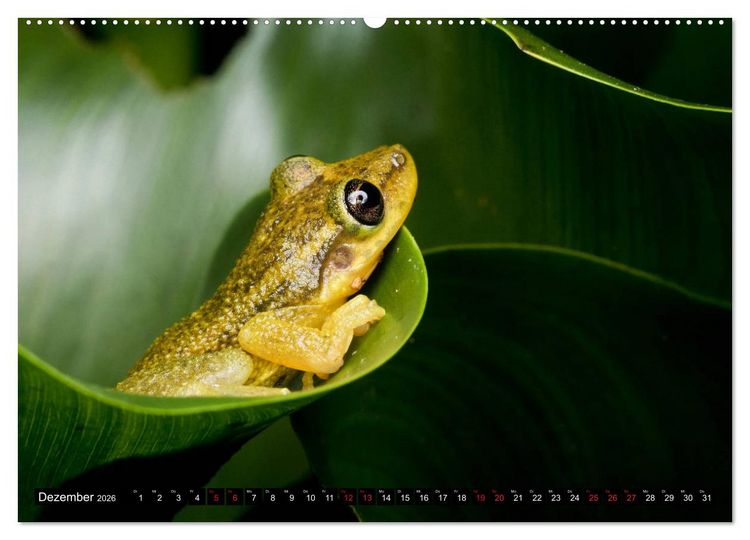 Produktbild: Ecuadors Fr&ouml;sche (Wandkalender 2026 DIN A2 quer), CALVENDO Monatskalender