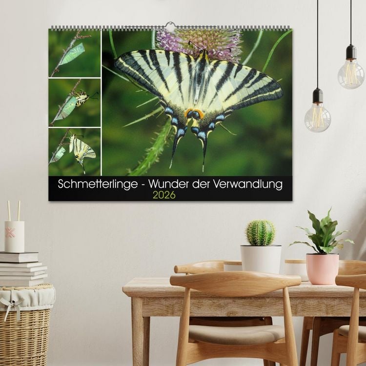 Produktbild: Schmetterlinge - Wunder der Verwandlung (Wandkalender 2026 DIN A2 quer), CALVENDO Monatskalender