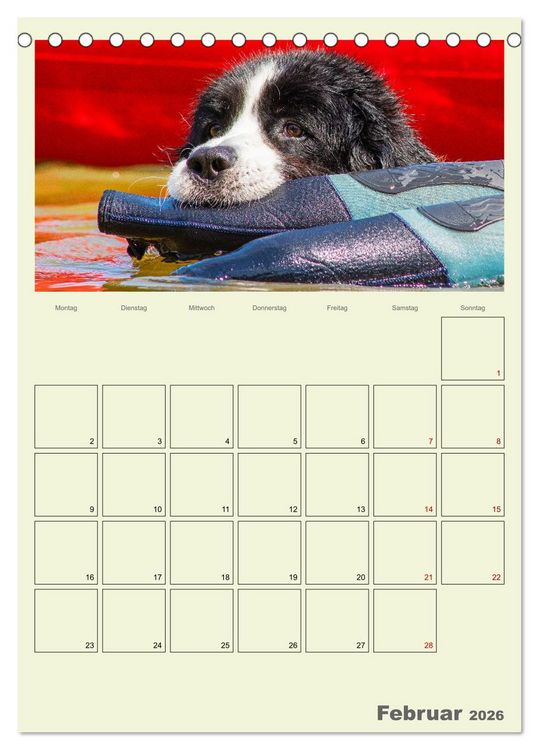 Produktbild: Faszination Landseer - Mit Plan durch das Jahr (Tischkalender 2026 DIN A5 hoch), CALVENDO Monatskalender