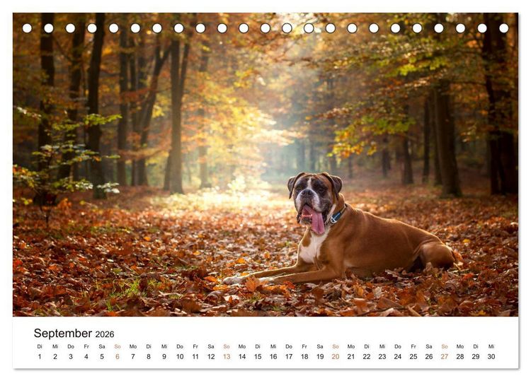 Produktbild: Deutscher Boxer (Tischkalender 2026 DIN A5 quer), CALVENDO Monatskalender