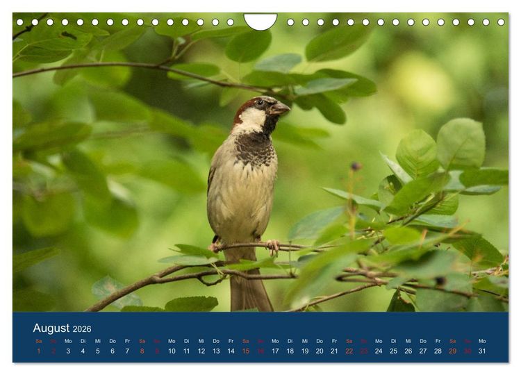 Produktbild: Spatzen-Kalender (Wandkalender 2026 DIN A4 quer), CALVENDO Monatskalender
