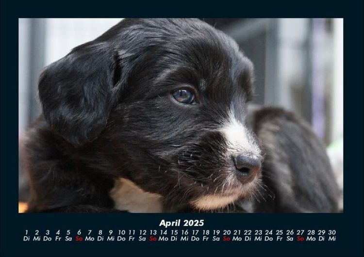 Produktbild: Welpen 2025 Fotokalender DIN A4