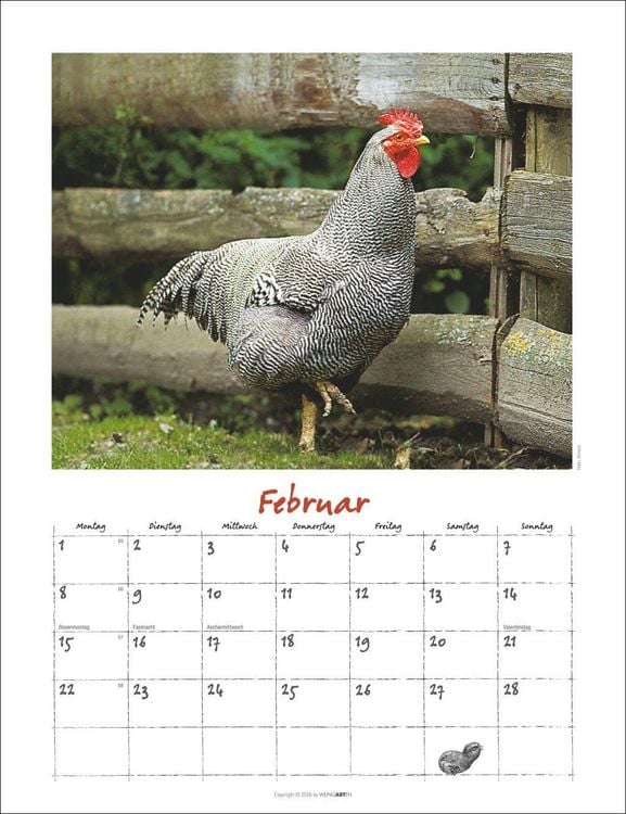 Produktbild: Der H&uuml;hnerkalender 2027