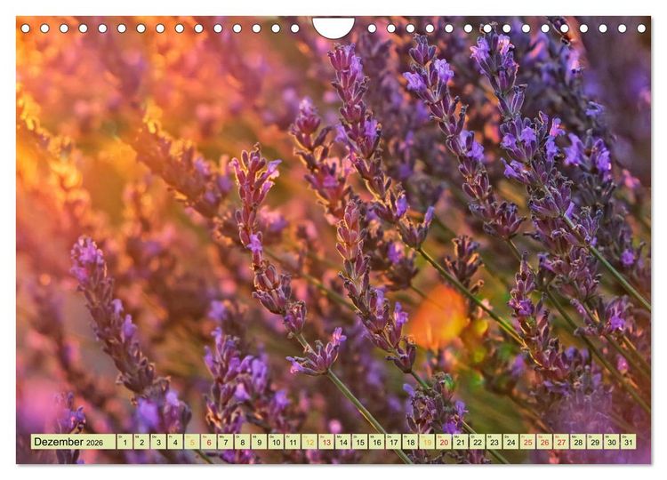 Produktbild: Traum-Ziele - Lavendel der Provence, Frankreich (Wandkalender 2026 DIN A4 quer), CALVENDO Monatskalender