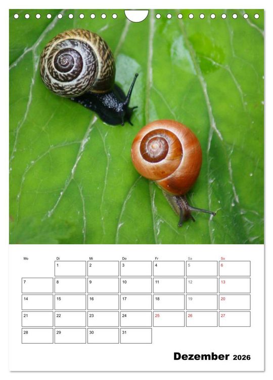 Produktbild: Die geheimnisvolle Welt der Schnecken (Wandkalender 2026 DIN A4 hoch), CALVENDO Monatskalender