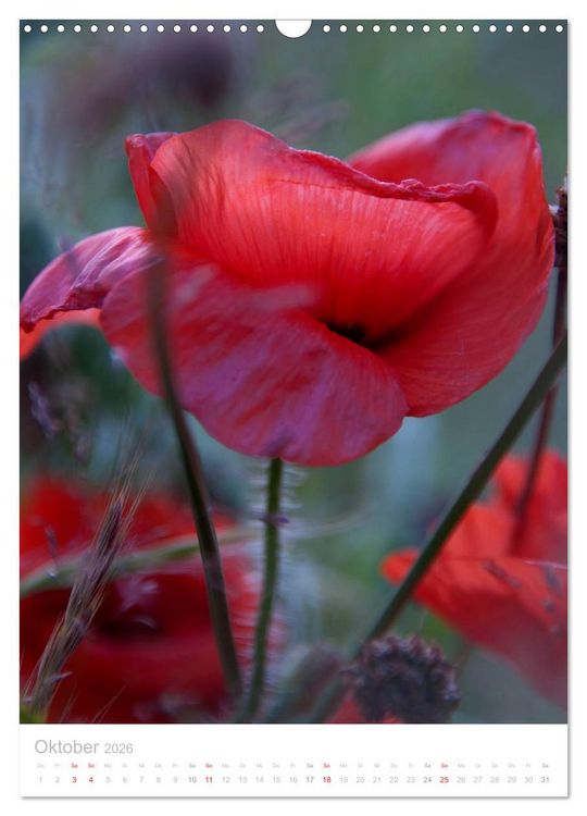 Produktbild: Wiesenblumen (Wandkalender 2026 DIN A3 hoch), CALVENDO Monatskalender