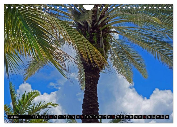 Produktbild: MIAMI (Wandkalender 2026 DIN A4 quer), CALVENDO Monatskalender