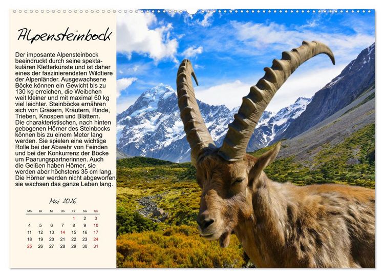 Produktbild: Majest&auml;tische Horntr&auml;ger (hochwertiger Premium Wandkalender 2026 DIN A2 quer), Kunstdruck in Hochglanz