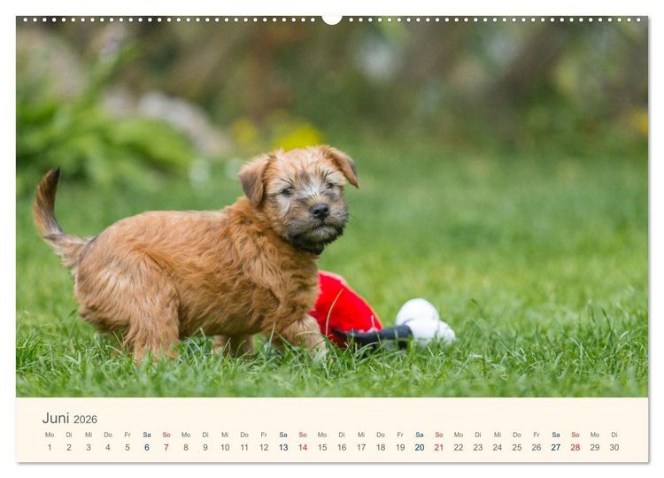 Produktbild: IRISH SOFT COATED WHEATEN TERRIER WELPEN 2026 (Wandkalender 2026 DIN A2 quer), CALVENDO Monatskalender