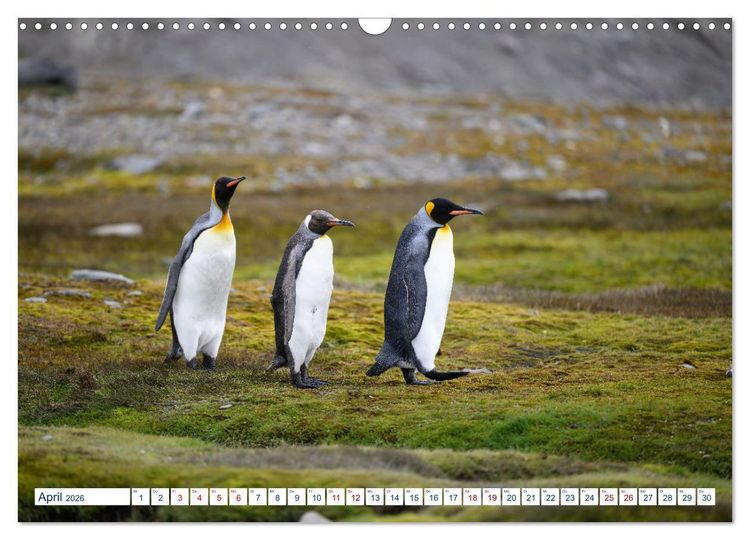 Produktbild: S&uuml;dgeorgien - Abgelegenes Naturparadies (Wandkalender 2026 DIN A3 quer), CALVENDO Monatskalender