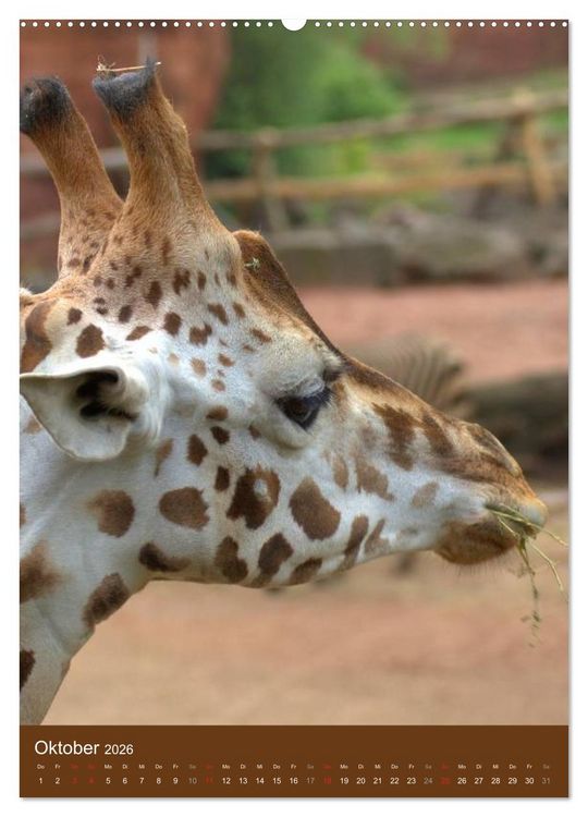 Produktbild: Giraffen (hochwertiger Premium Wandkalender 2026 DIN A2 hoch), Kunstdruck in Hochglanz