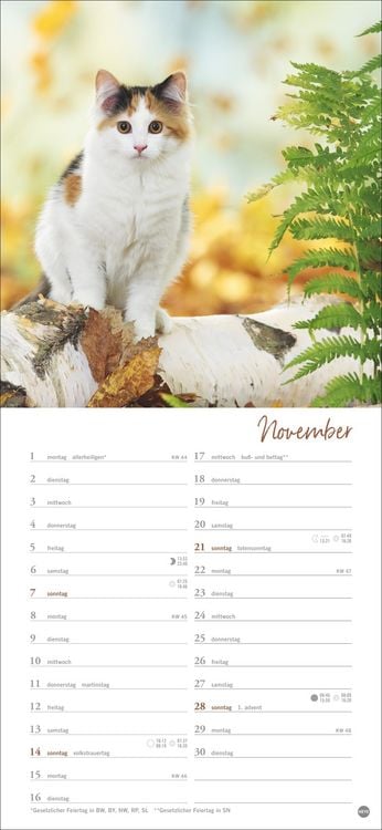 Produktbild: Katzen slim - Auf sanften Pfoten Kalender 2027
