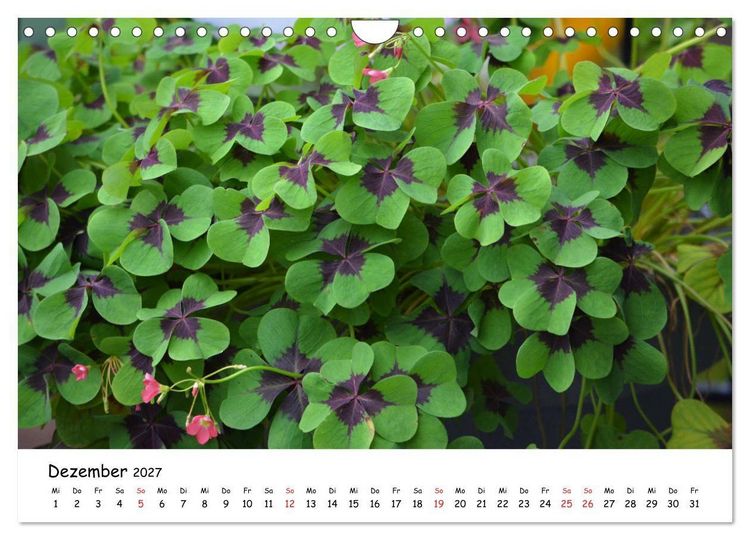 Produktbild: Mein Garten Eine Leidenschaft (Wandkalender 2027 DIN A4 quer), CALVENDO Monatskalender