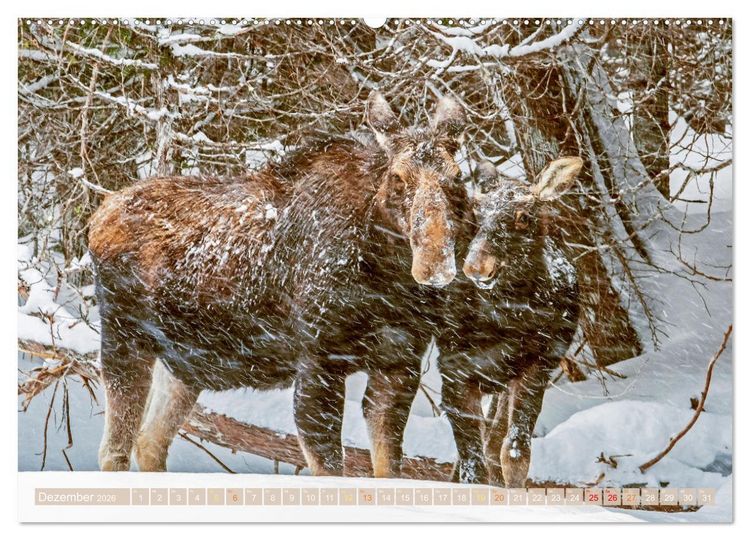 Produktbild: Natur-Ph&auml;nomene: So spektakul&auml;r ist nur die Sch&ouml;pfung selbst (Wandkalender 2026 DIN A2 quer), CALVENDO Monatskalender