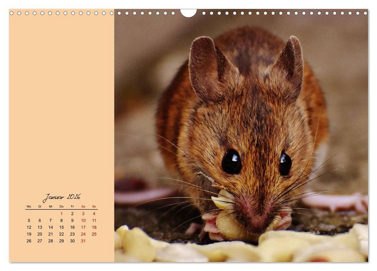 Produktbild: Mausige Zeiten! Putzige Gesellen mit Knopfaugen (Wandkalender 2026 DIN A3 quer), CALVENDO Monatskalender