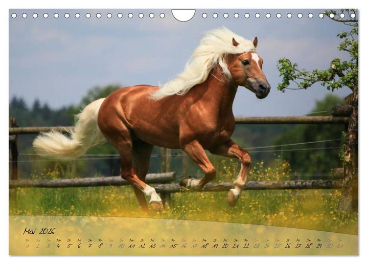 Produktbild: Haflinger-Pferde in Reinzucht (Wandkalender 2026 DIN A4 quer), CALVENDO Monatskalender