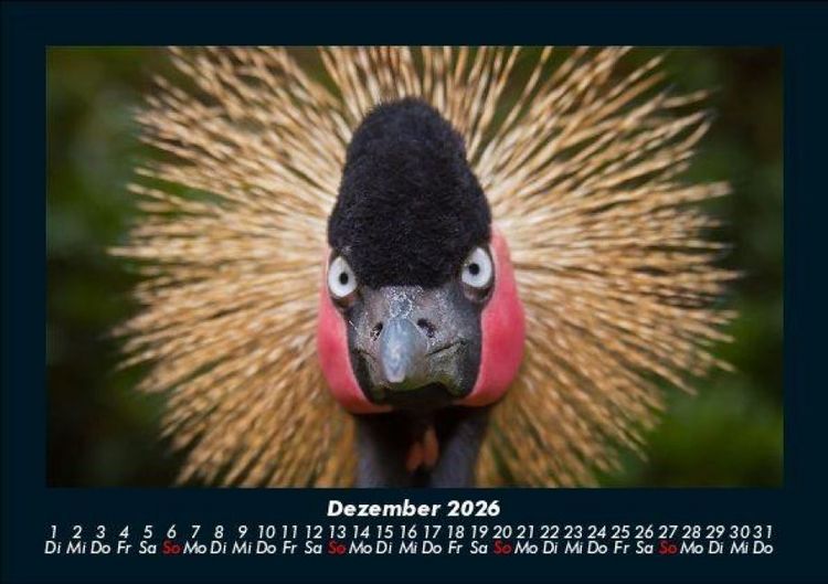 Produktbild: Vogelparadies 2026 Fotokalender DIN A5