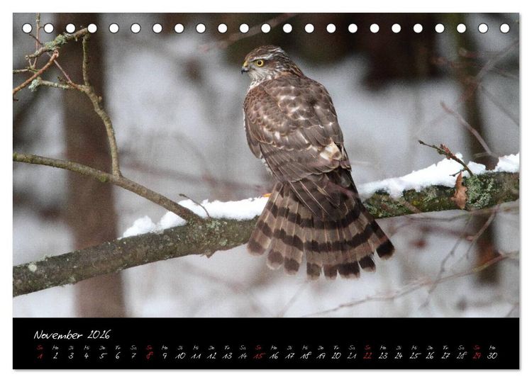 Produktbild: Heimische Eulen und Greife (Tischkalender 2026 DIN A5 quer), CALVENDO Monatskalender