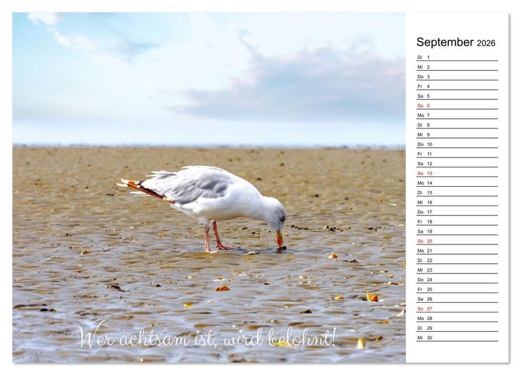 Produktbild: Lebensweisheiten der M&ouml;we - Im Flug des Lebens (hochwertiger Premium Wandkalender 2026 DIN A2 quer), Kunstdruck in Hochglanz