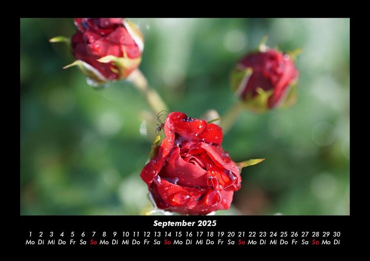 Produktbild: Rosentraum 2025 Fotokalender DIN A3