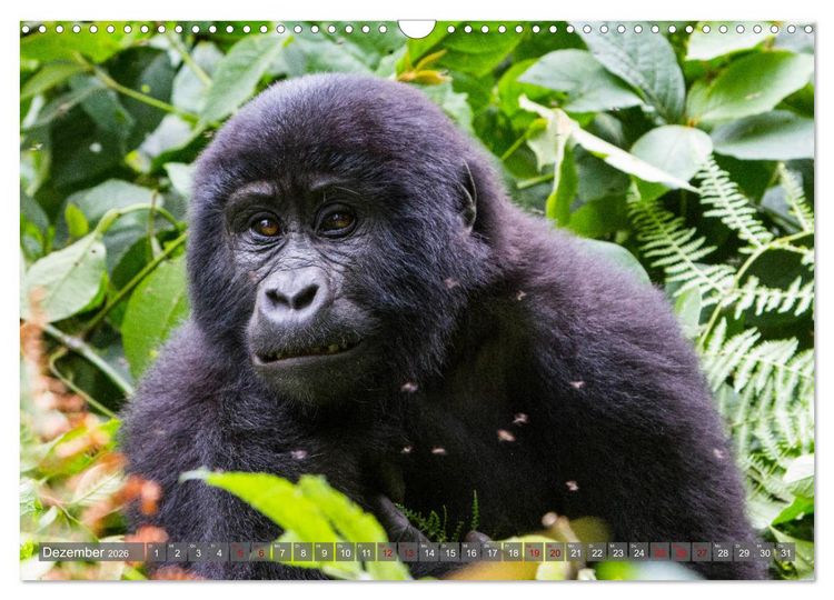 Produktbild: Gorillas ohne Nebel (Wandkalender 2026 DIN A3 quer), CALVENDO Monatskalender