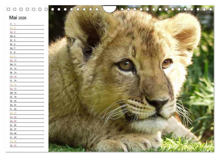 Produktbild: LION KING SELFIES L&ouml;wen hautnah (Wandkalender 2026 DIN A4 quer), CALVENDO Monatskalender