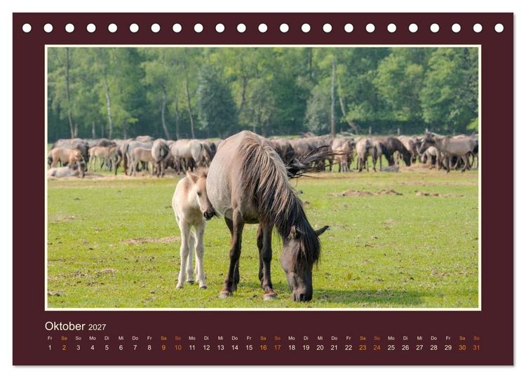 Produktbild: Die letzten Wilden - freilebende Pferde in D&uuml;lmen (Tischkalender 2027 DIN A5 quer), CALVENDO Monatskalender