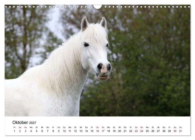 Produktbild: Pferde - im Galopp durch's Jahr 2027 (Wandkalender 2027 DIN A3 quer), CALVENDO Monatskalender