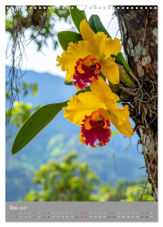 Produktbild: K&ouml;nigin Cattleya (Wandkalender 2027 DIN A3 hoch), CALVENDO Monatskalender