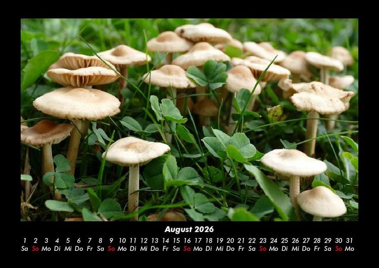 Produktbild: Pilzkalender 2026 Fotokalender DIN A3