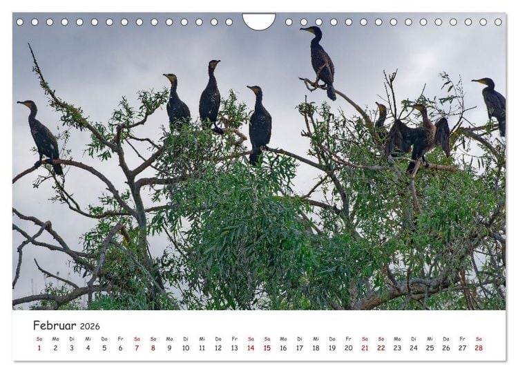 Produktbild: Donau-Delta (Wandkalender 2026 DIN A4 quer), CALVENDO Monatskalender