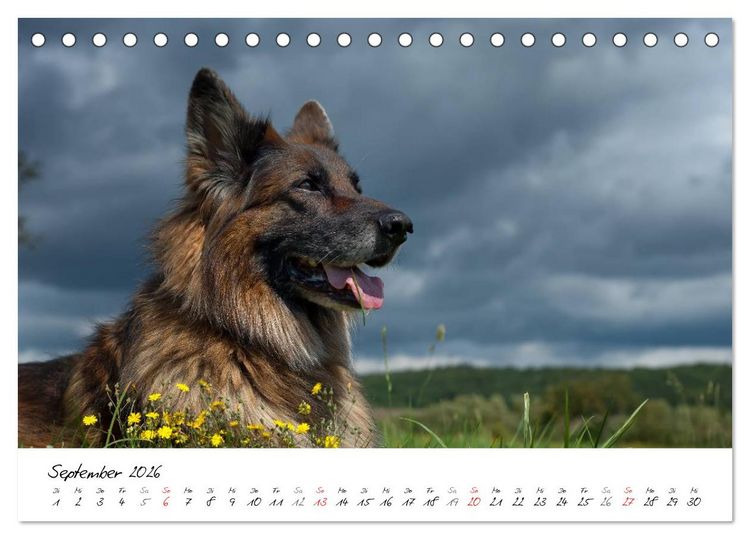 Produktbild: Deutscher Sch&auml;ferhund / CH-Version (Tischkalender 2026 DIN A5 quer), CALVENDO Monatskalender