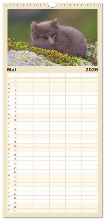 Produktbild: Familienplaner 2026 - Polarfuchs-Welpen mit 5 Spalten (Wandkalender, 21 x 45 cm) CALVENDO