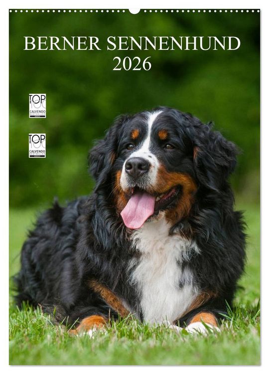Produktbild: Berner Sennenhund 2026 (Wandkalender 2026 DIN A2 hoch), CALVENDO Monatskalender
