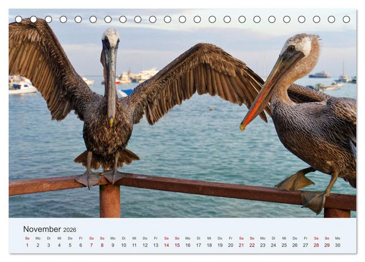 Produktbild: Entdecke Galapagos (Tischkalender 2026 DIN A5 quer), CALVENDO Monatskalender