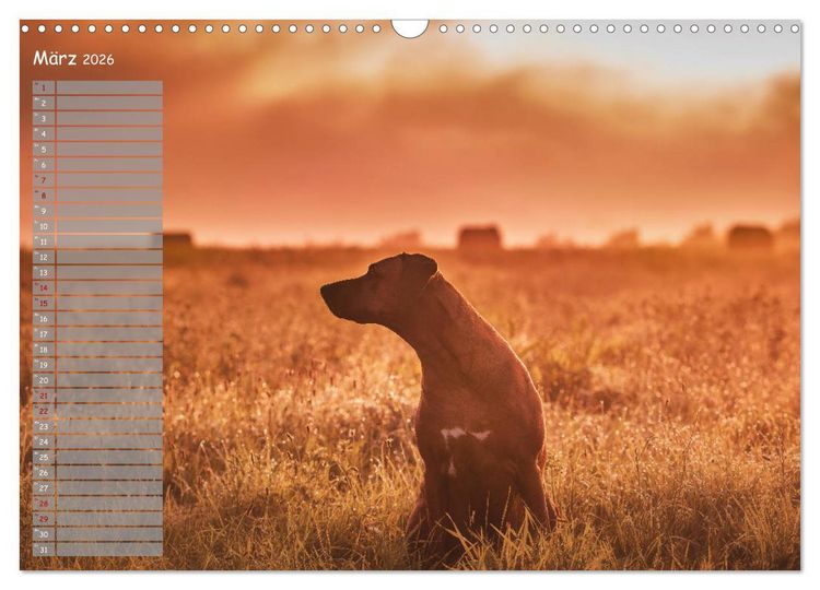 Produktbild: Rhodesian Ridgeback - Herzen auf vier Pfoten (Wandkalender 2026 DIN A3 quer), CALVENDO Monatskalender