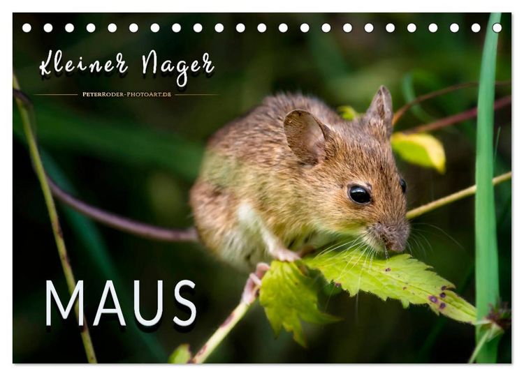 Produktbild: Kleiner Nager - Maus (Tischkalender 2026 DIN A5 quer), CALVENDO Monatskalender