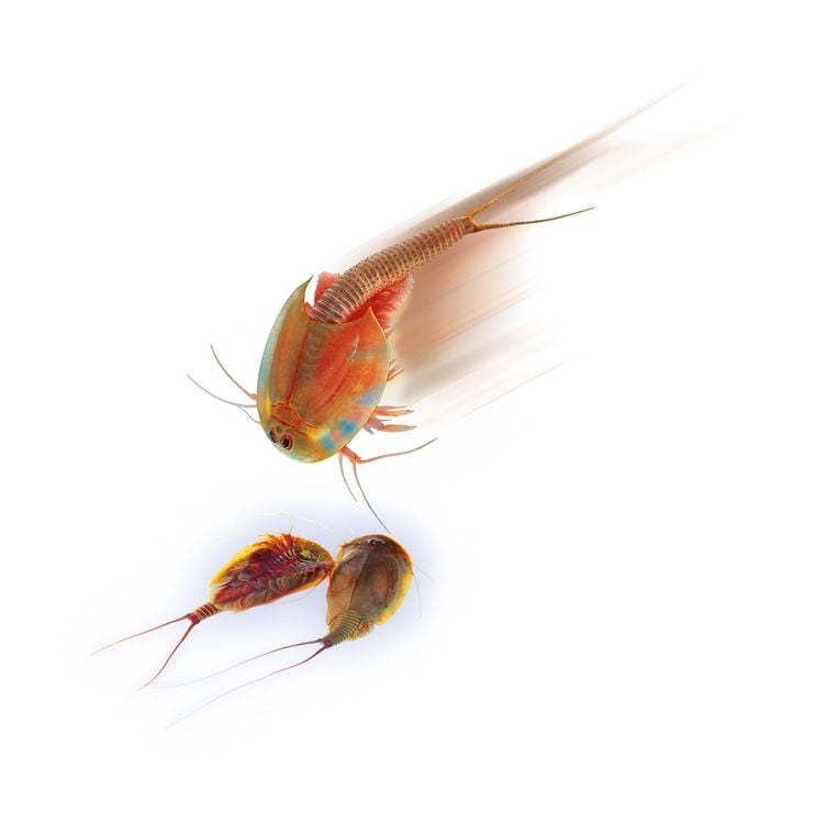 Produktbild: So z&uuml;chtest du Original Triops (Experimentierkasten), Nachf&uuml;llset