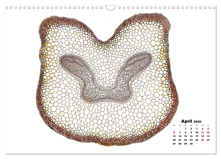 Produktbild: Pflanzen unter dem Mikroskop (Wandkalender 2026 DIN A3 quer), CALVENDO Monatskalender
