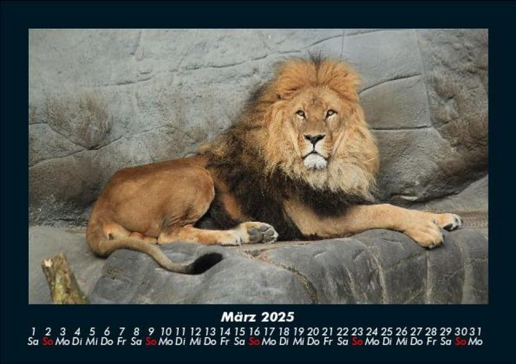 Produktbild: L&ouml;wen in der Wildnis 2025 Fotokalender DIN A5
