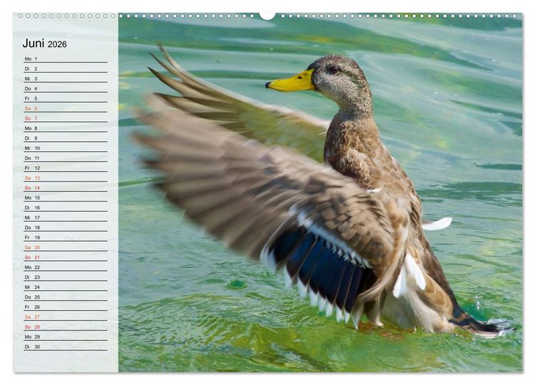 Produktbild: Caldonazzo See (Wandkalender 2026 DIN A2 quer), CALVENDO Monatskalender