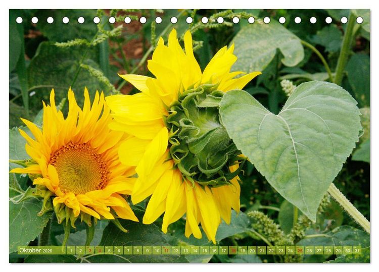 Produktbild: Sonnenblumenwelt (Tischkalender 2026 DIN A5 quer), CALVENDO Monatskalender
