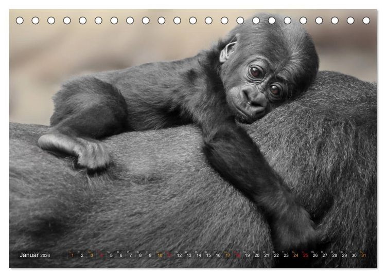 Produktbild: MENSCHENAFFENKINDER 2 (Tischkalender 2026 DIN A5 quer), CALVENDO Monatskalender