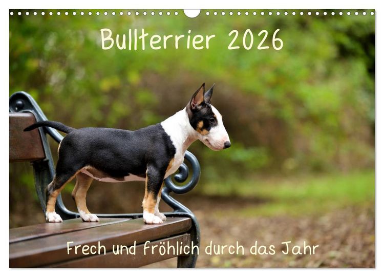 Produktbild: Bullterrier 2026 Frech und fr&ouml;hlich durch das Jahr (Wandkalender 2026 DIN A3 quer), CALVENDO Monatskalender