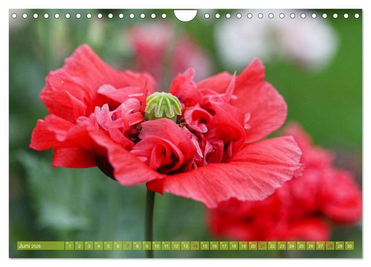 Produktbild: Mohn Tage (Wandkalender 2026 DIN A4 quer), CALVENDO Monatskalender