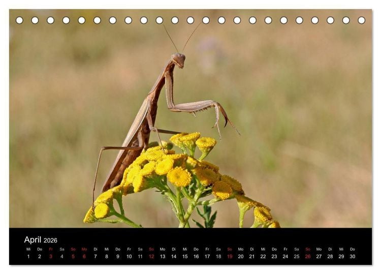 Produktbild: Faszination Gottesanbeterin - Die Welt der Mantis (Tischkalender 2026 DIN A5 quer), CALVENDO Monatskalender