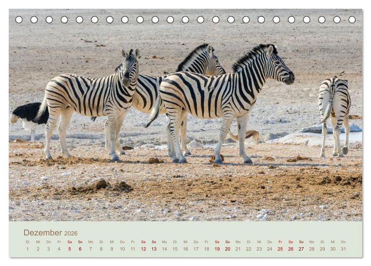 Produktbild: Zebras in Afrika (Tischkalender 2026 DIN A5 quer), CALVENDO Monatskalender