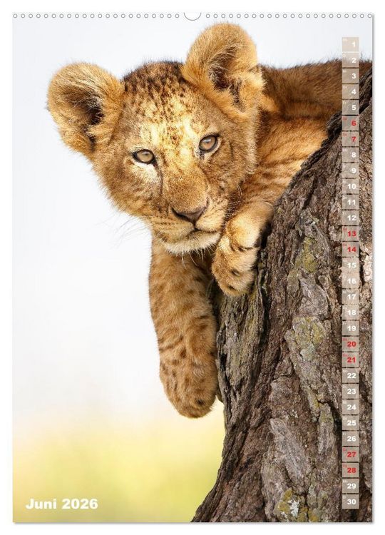 Produktbild: Safari hautnah - S&uuml;dliches und &ouml;stliches Afrika (Wandkalender 2026 DIN A2 hoch), CALVENDO Monatskalender