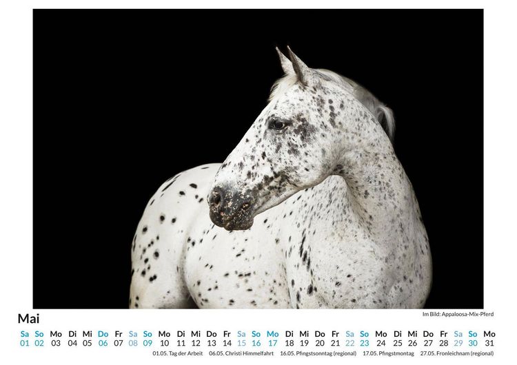 Produktbild: Appaloosa